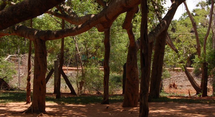 Zu sehen ist ein Banjam Baum in Südindien, der sich über Luftwurzeln fortpflanzt.